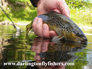 Lovely small, wild brown trout caught on fly and brought to hand on DFFC waters Brown Trout brought to hand