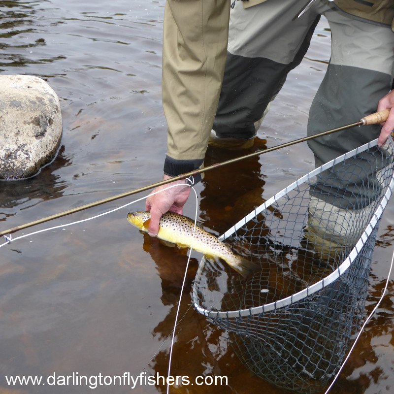 Wild brown trout from club water