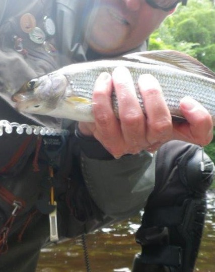 Grayling from club water
