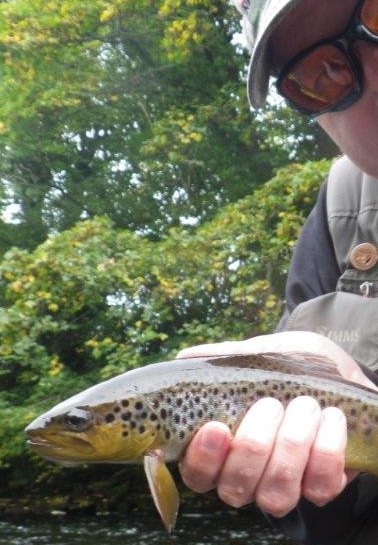Wild brown trout from club water